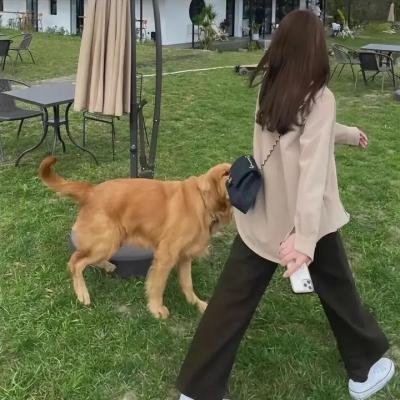 被狮子吃掉了